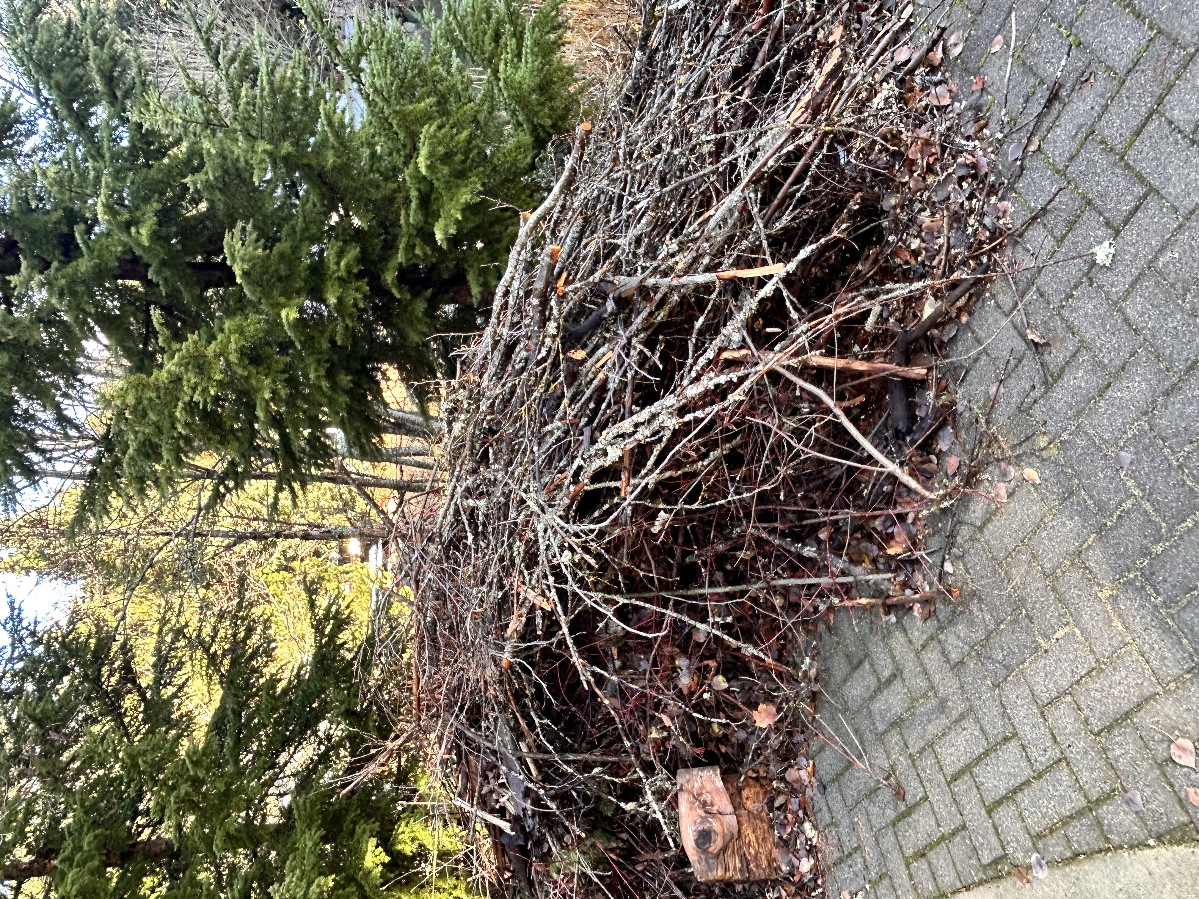 Yard cleanup